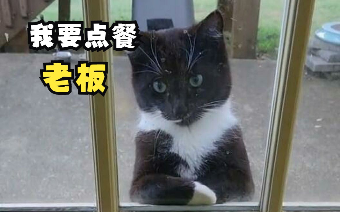 会双手交叉抱肘的猫你见过吗!哔哩哔哩bilibili