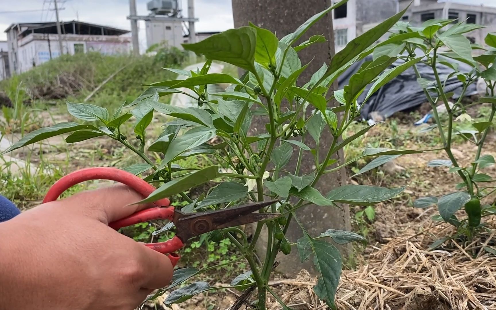 1颗辣椒苗要结50-60颗辣椒,正确剪枝很重要,一起看看吧