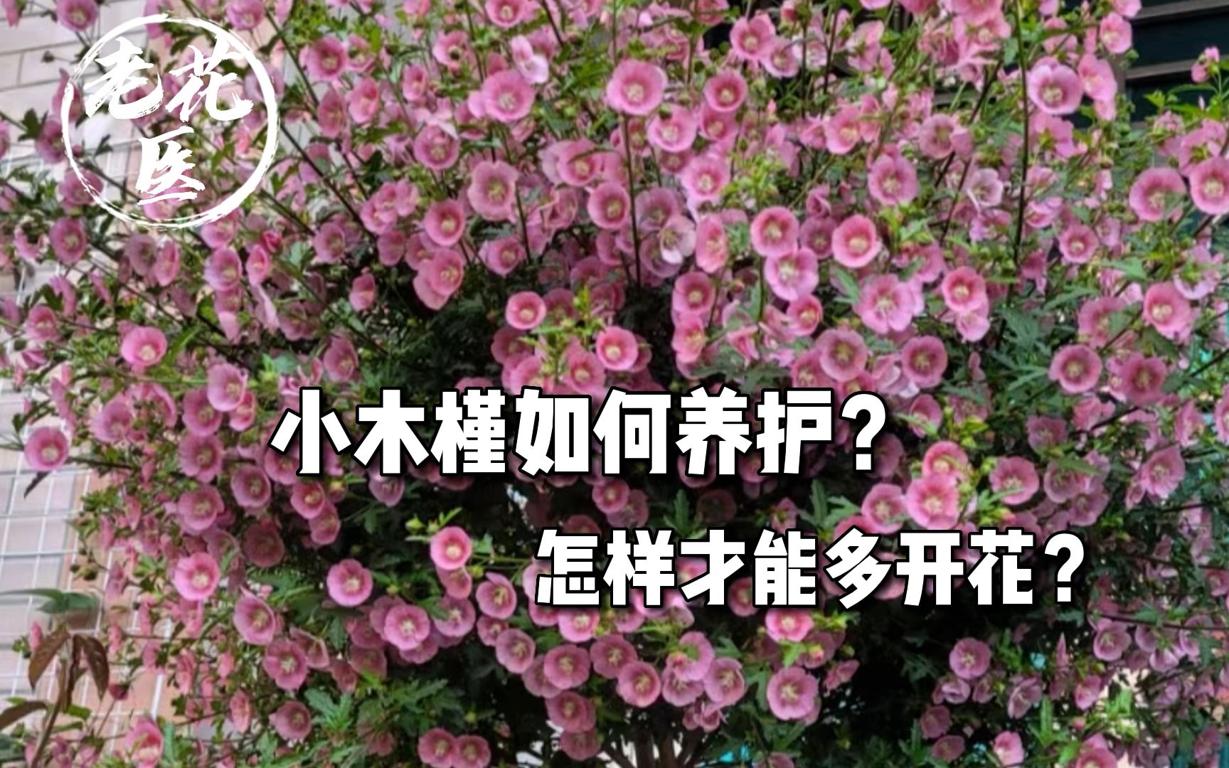 小木槿如何养护?怎样才能开更多的花?让小木槿开花更多的窍门在这里!哔哩哔哩bilibili