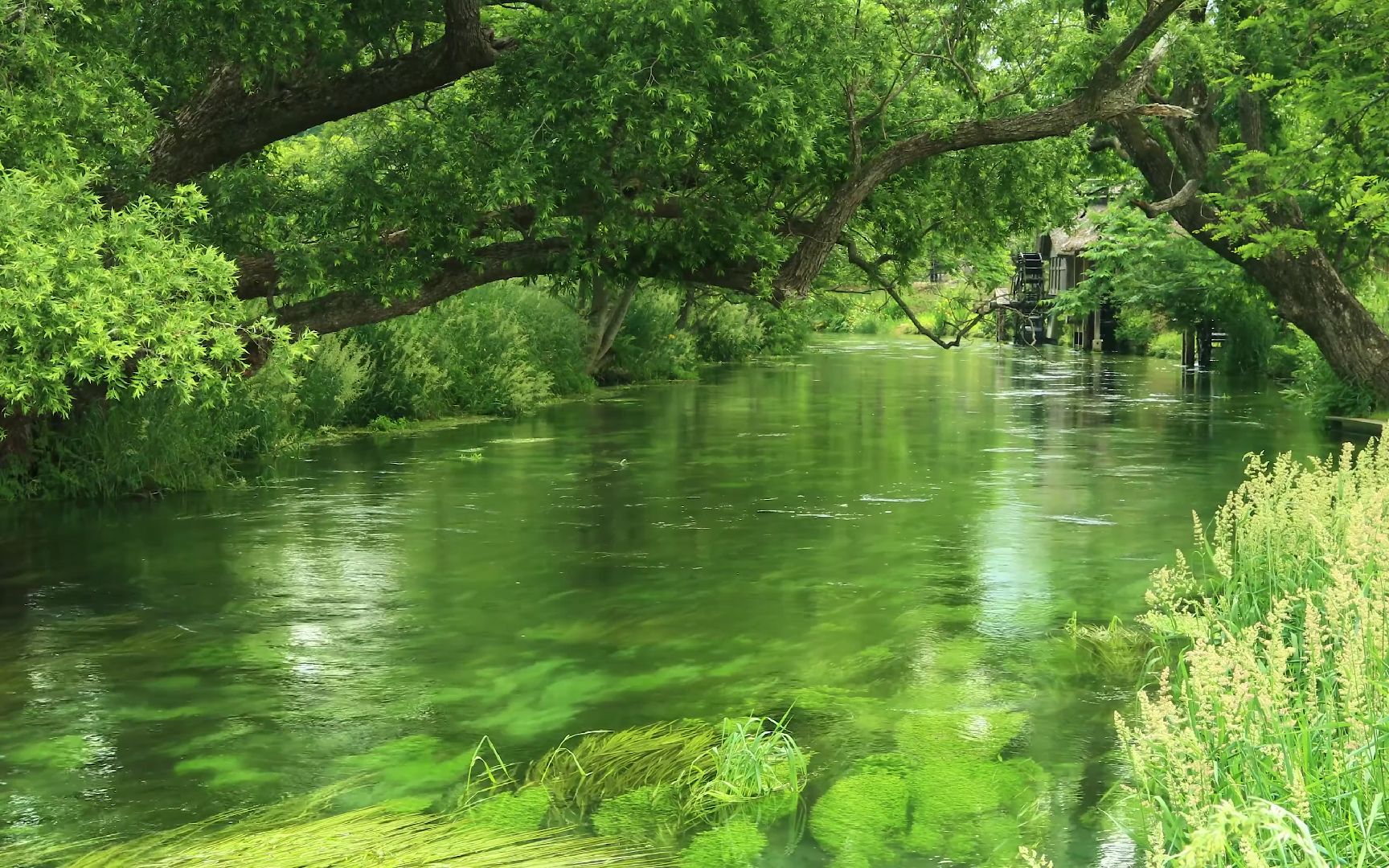 绿色河流 