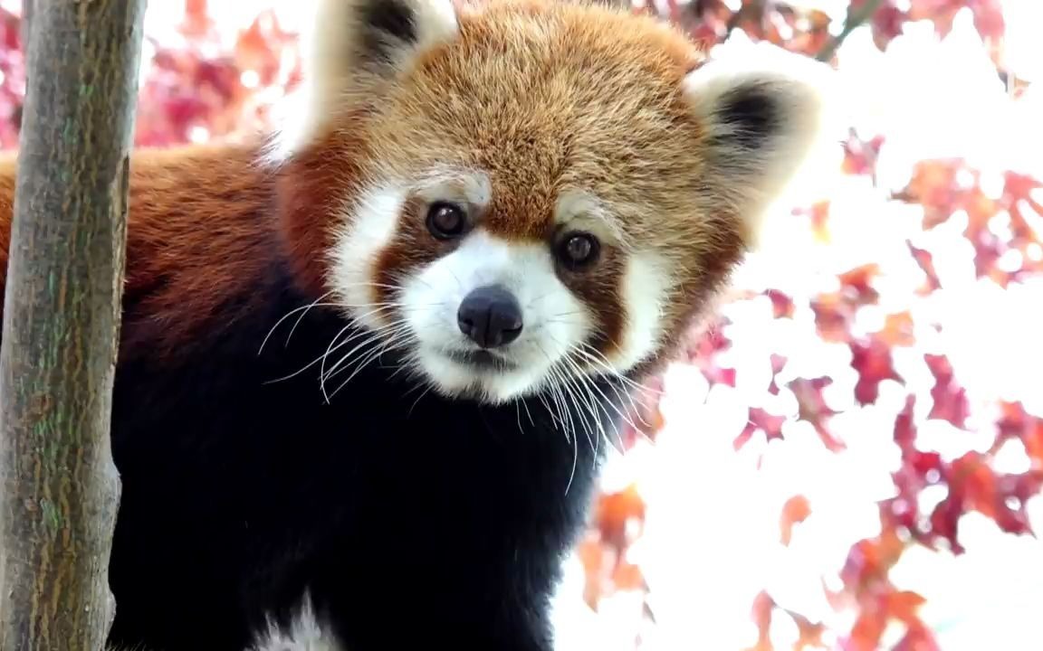 【小熊猫】韩国动物园小熊猫约会的故事_哔哩哔哩_bilibili