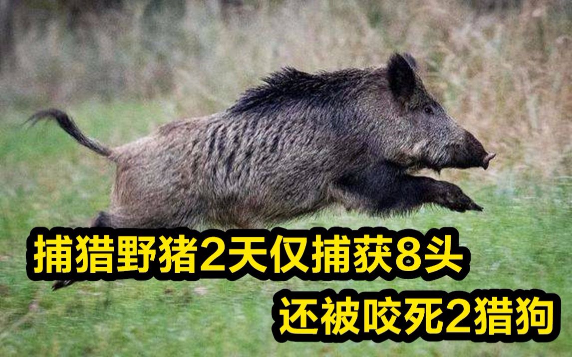 近2万头野猪泛滥!捕猎野猪2天仅捕获8头还被咬死2猎狗哔哩哔哩bilibili