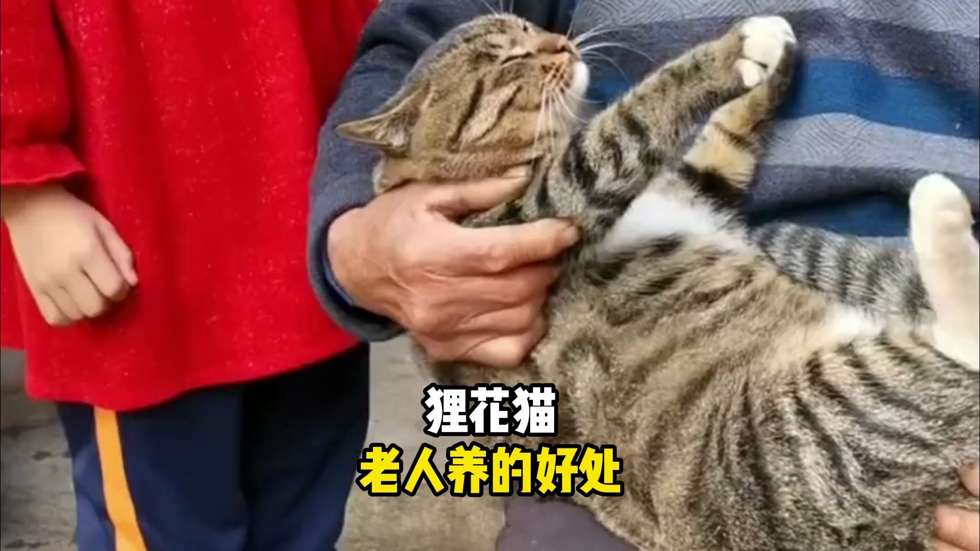 长辈养狸花猫的“好处”,看完你会心动了!哔哩哔哩bilibili