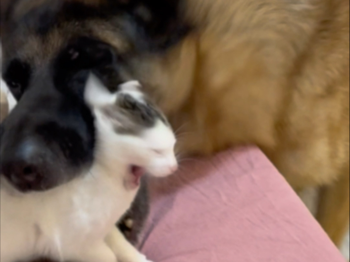 猫:当时我害怕极了