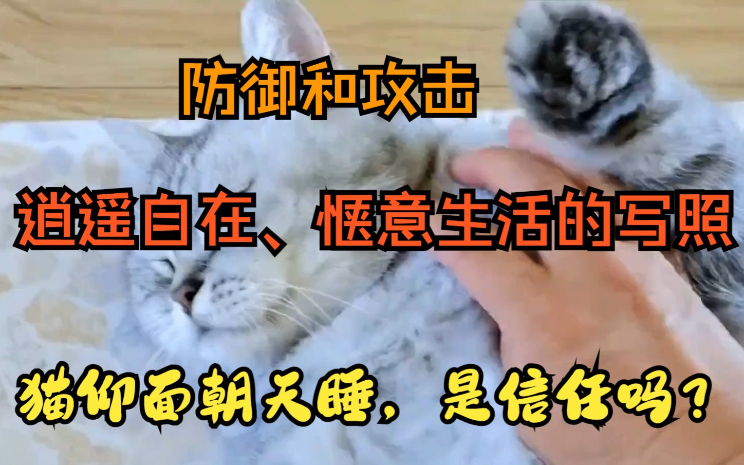 猫咪仰面朝天睡,是表达信任了吗?哔哩哔哩bilibili