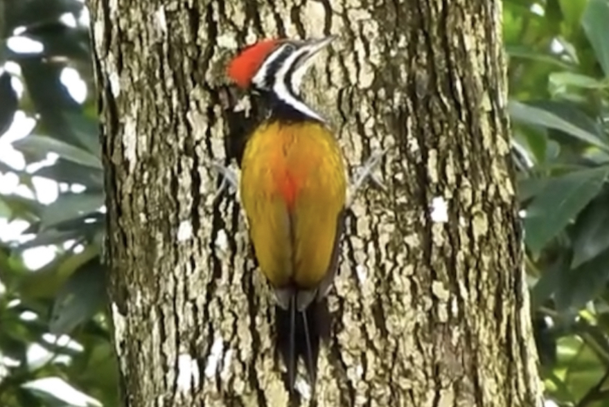 金背三趾啄木鸟 dinopium javanense (yt@13seaeagle