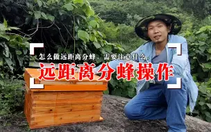 Tải video: 最简单直接的人工分蜂方法，远距离分蜂，农村养蜂小伙实例分享