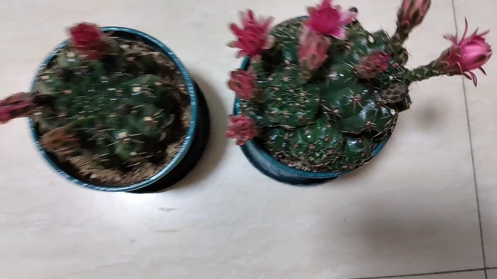 绯花玉换盆几个月后的状态