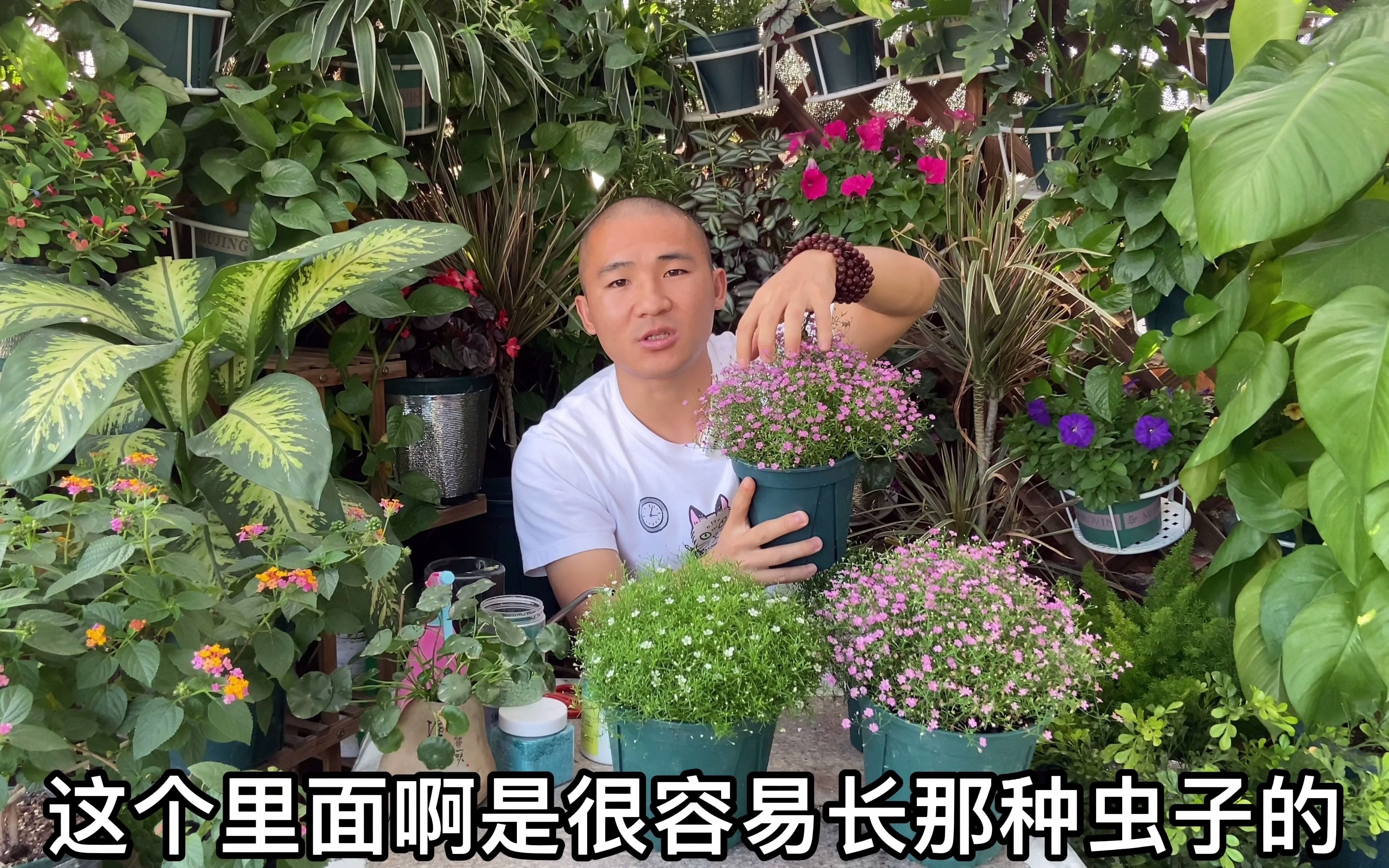 满天星花怎么养,家庭盆栽满天星的种植方法,满天星辰不及你哔哩哔哩bilibili