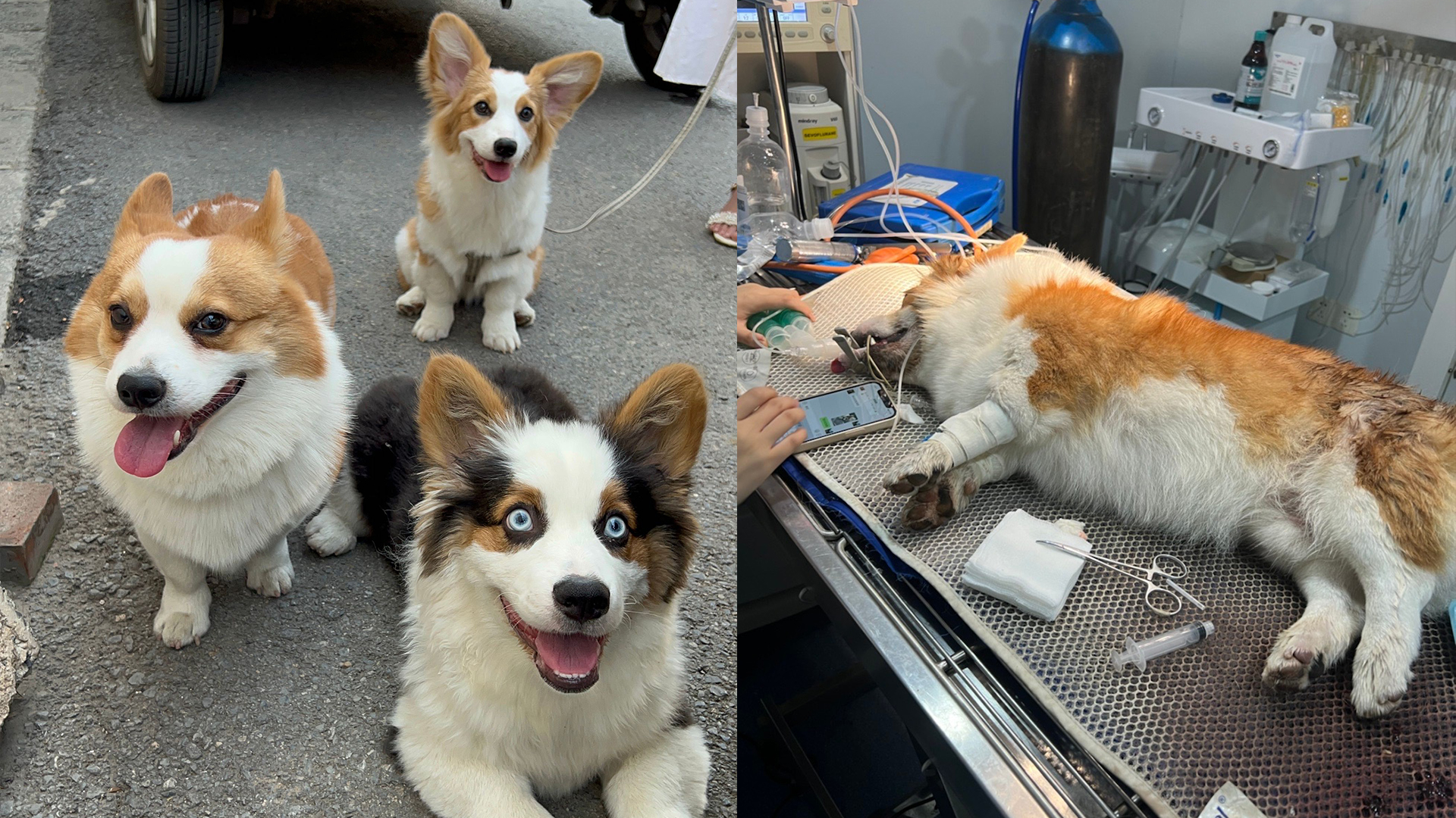 可怜的小狗网红柯基timi被毒蛇咬去世抢救画面曝光令人心疼