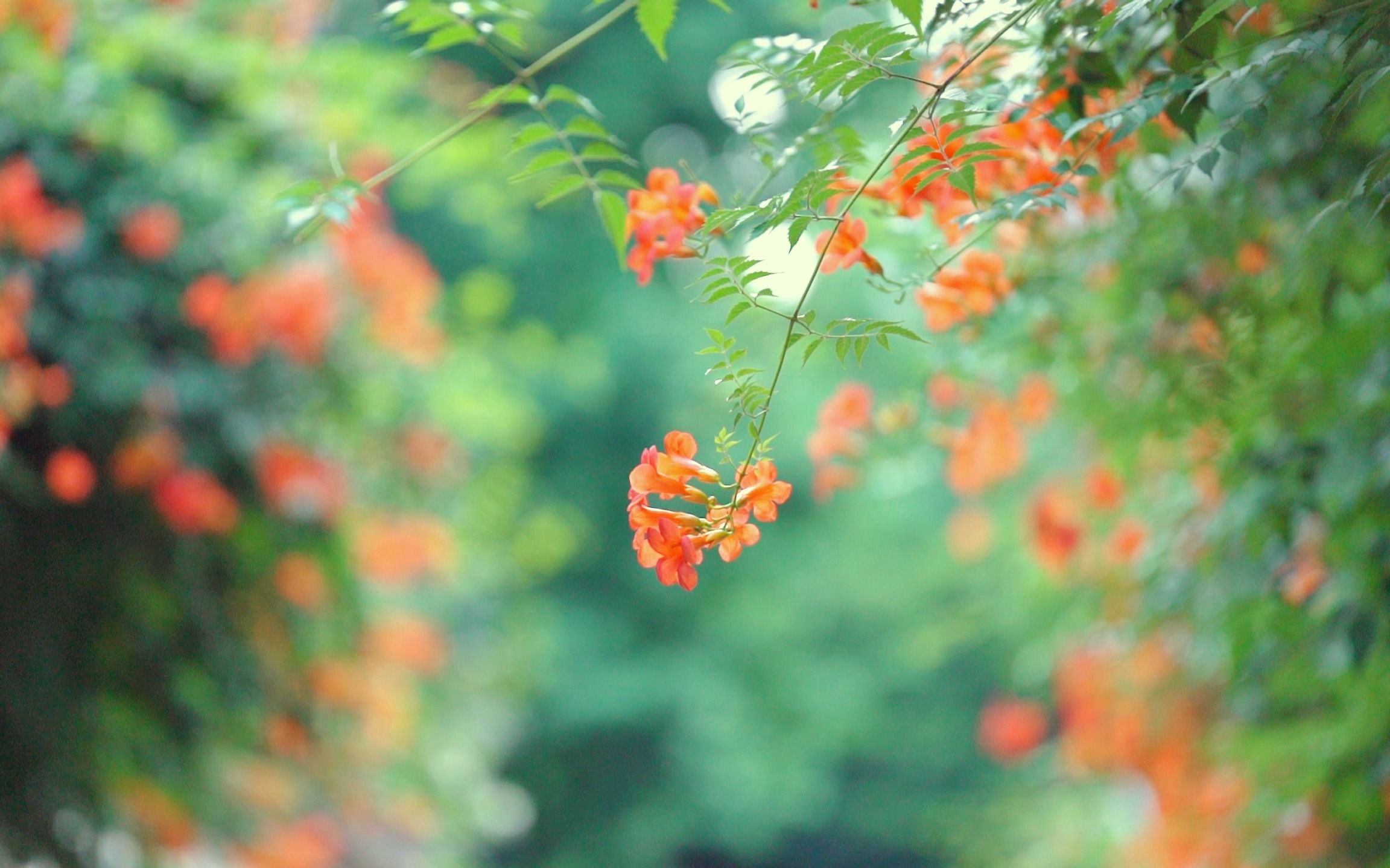 [图]生长在烟火小巷中的凌霄花，夕阳里光芒万丈，惊艳了六月初夏