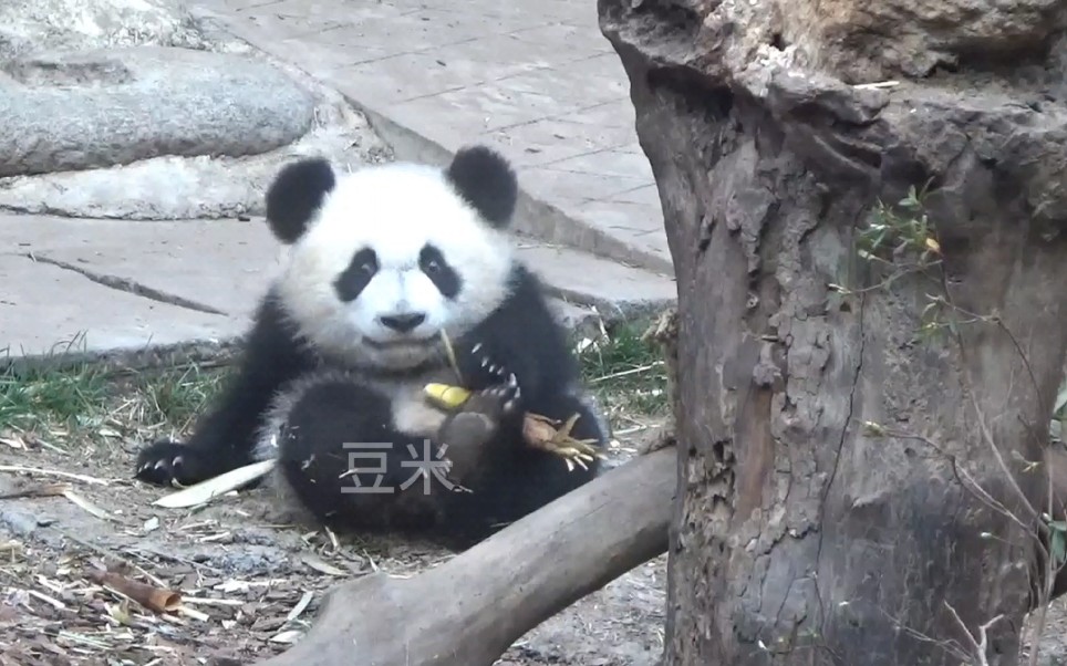 今天的福多多雅颂雅莉干妈温馨的一家三口大熊猫福多多雅颂雅莉