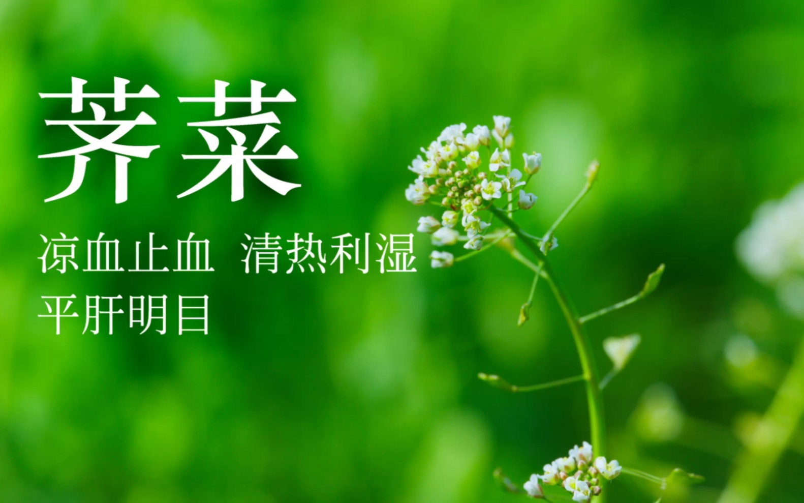 【荠菜】最好吃的野菜(之一),药用价值更是高!哔哩哔哩bilibili