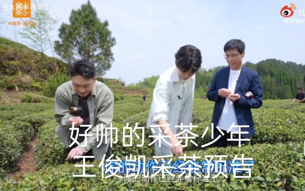 3.30 好帅的采茶少年 王俊凯采茶预告和种树的小剧透哔哩哔哩bilibili