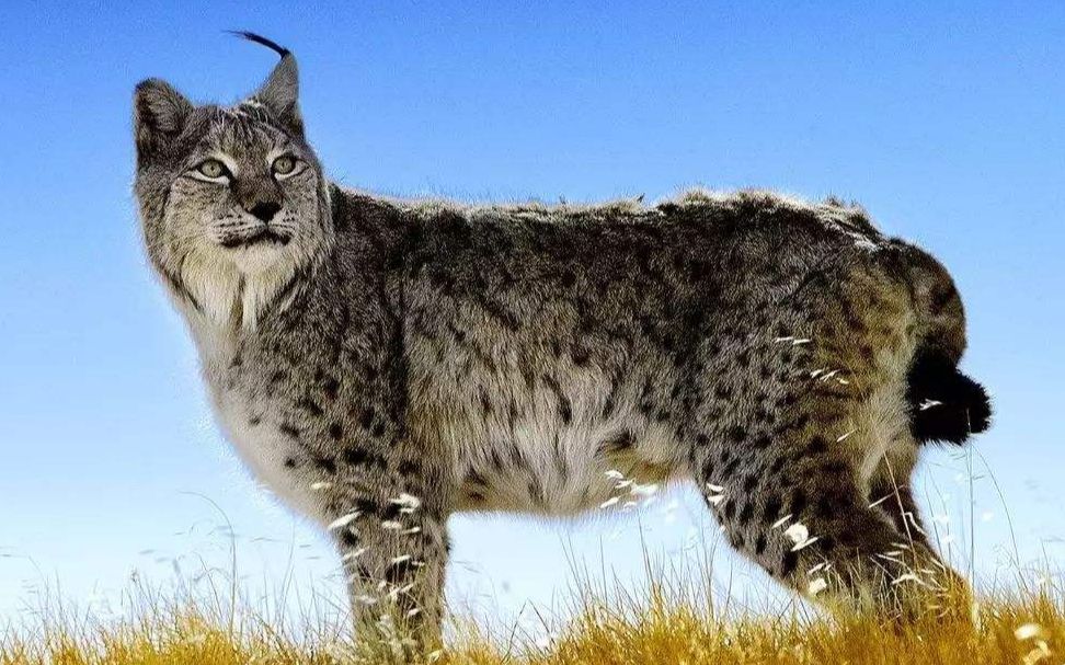 猞猁在雪地中追杀兔子