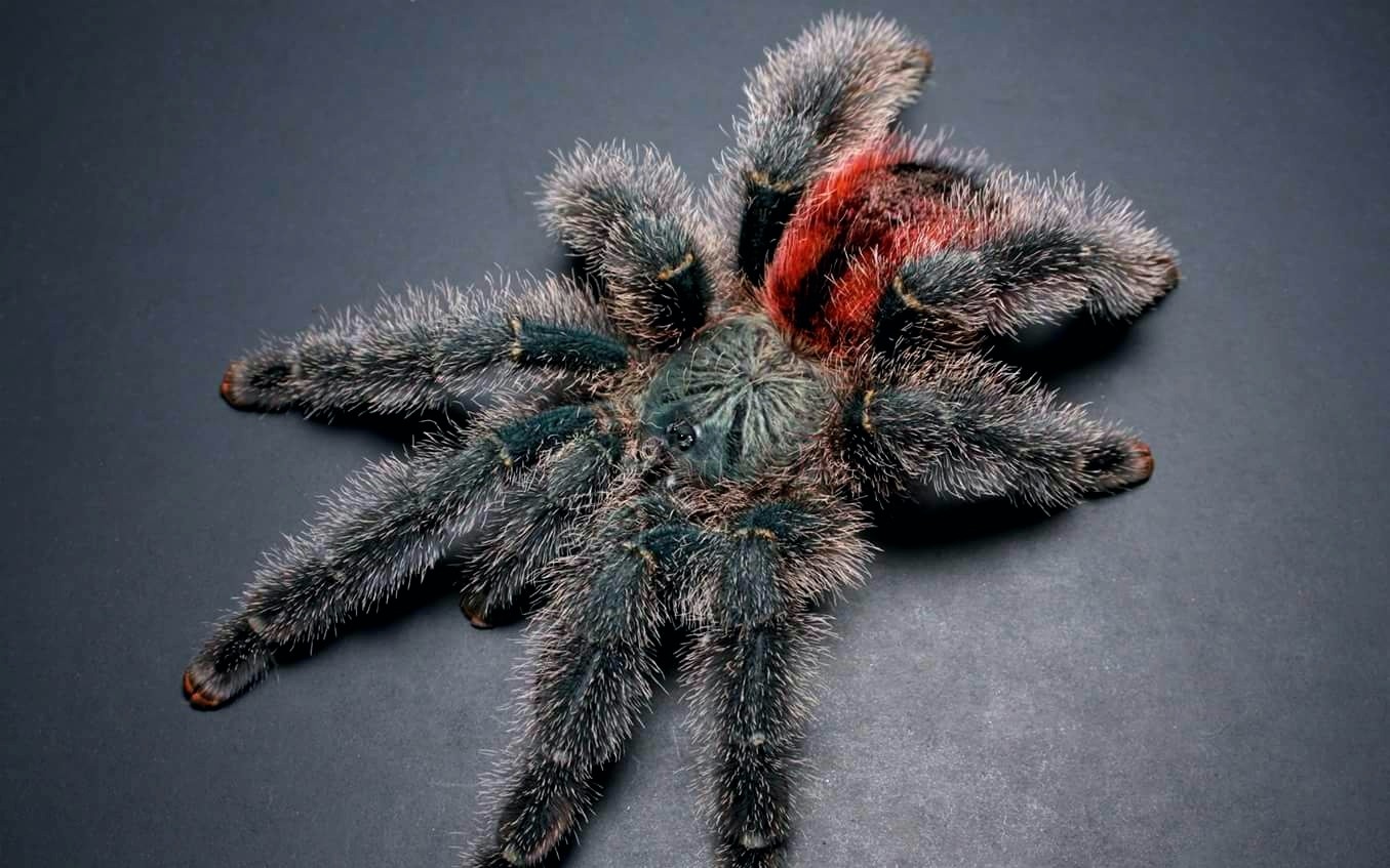 柠檬超可爱的玛瑙斯粉趾开箱伤到手了tat