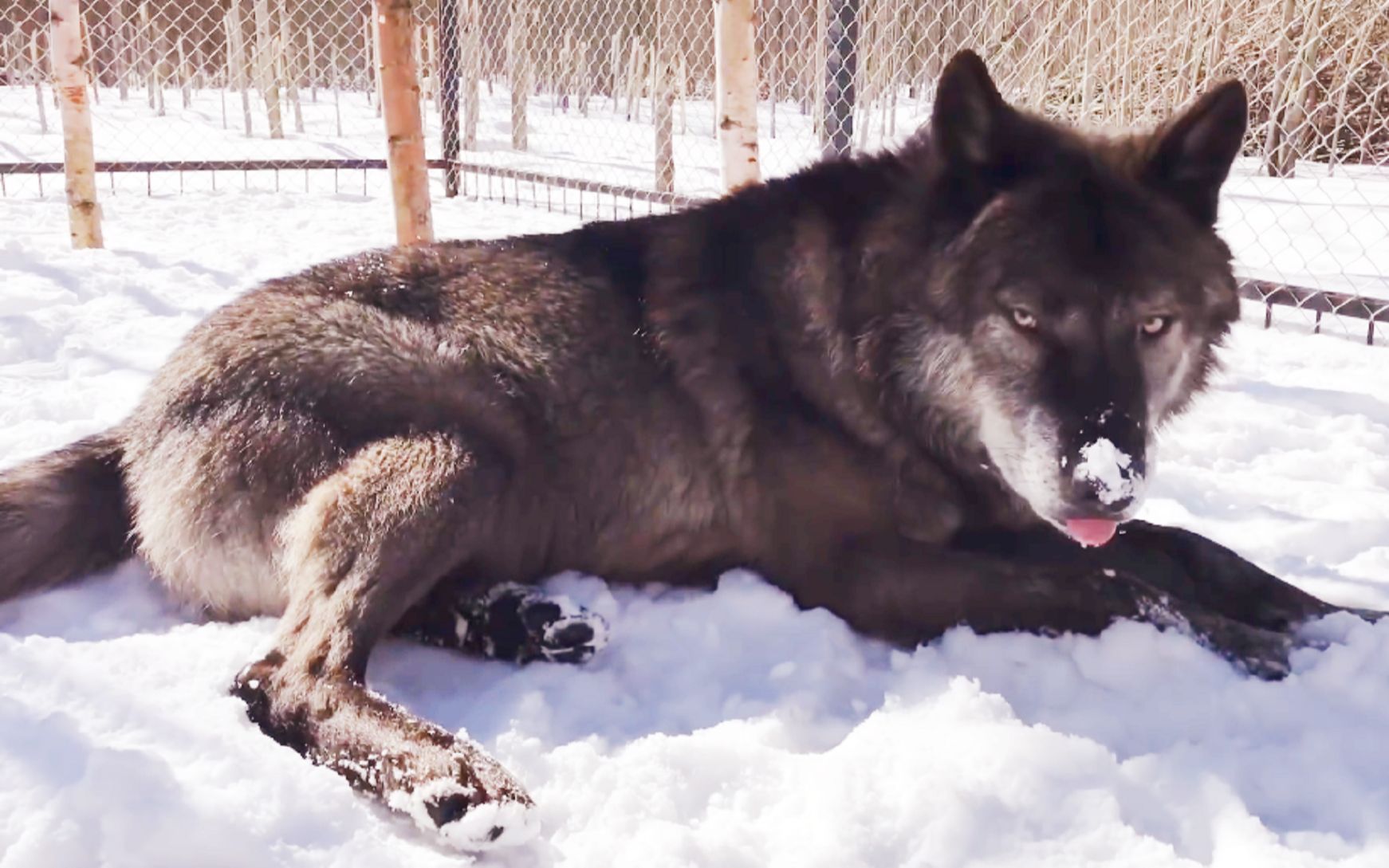 活动  这么憨的大黑狼,难道是把自己当狗了?
