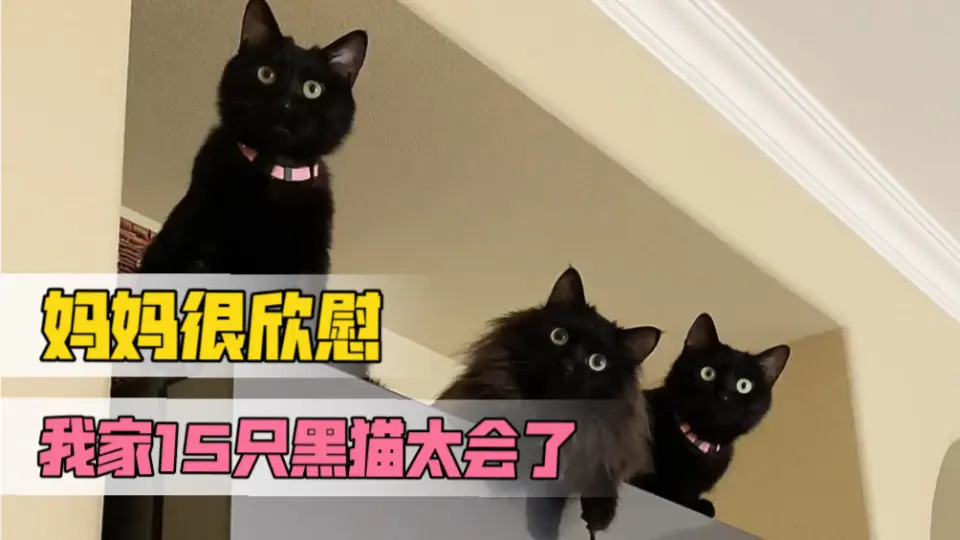 一群黑猫开着小灯泡转圈圈_哔哩哔哩_bilibili