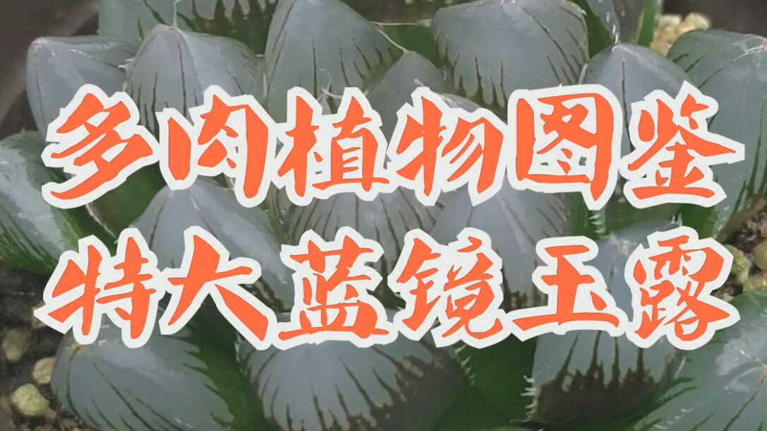 多肉植物图鉴特大蓝镜玉露