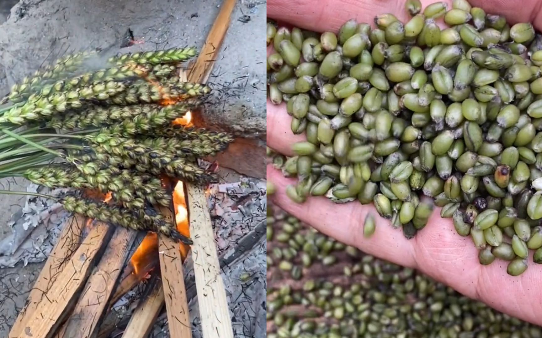 农村老奶奶烧麦子当零食给孩子们吃 揉搓筛土瞬间令人回到小时候