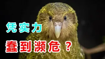 大家好，我叫鸮鹦鹉，我快没了