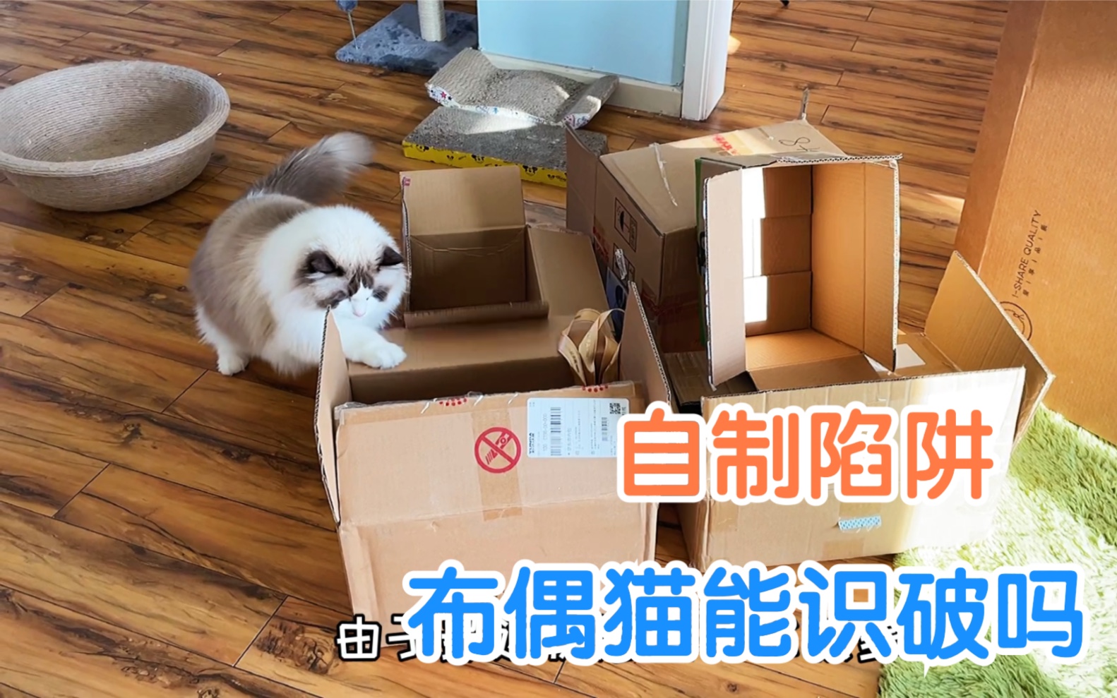 活动作品主人自制陷阱吃货猫咪能轻易识破吗