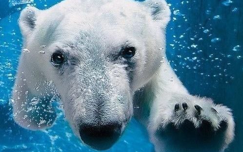 北极熊在水里放屁,这"生化武器"来的太突然,游客都懵了