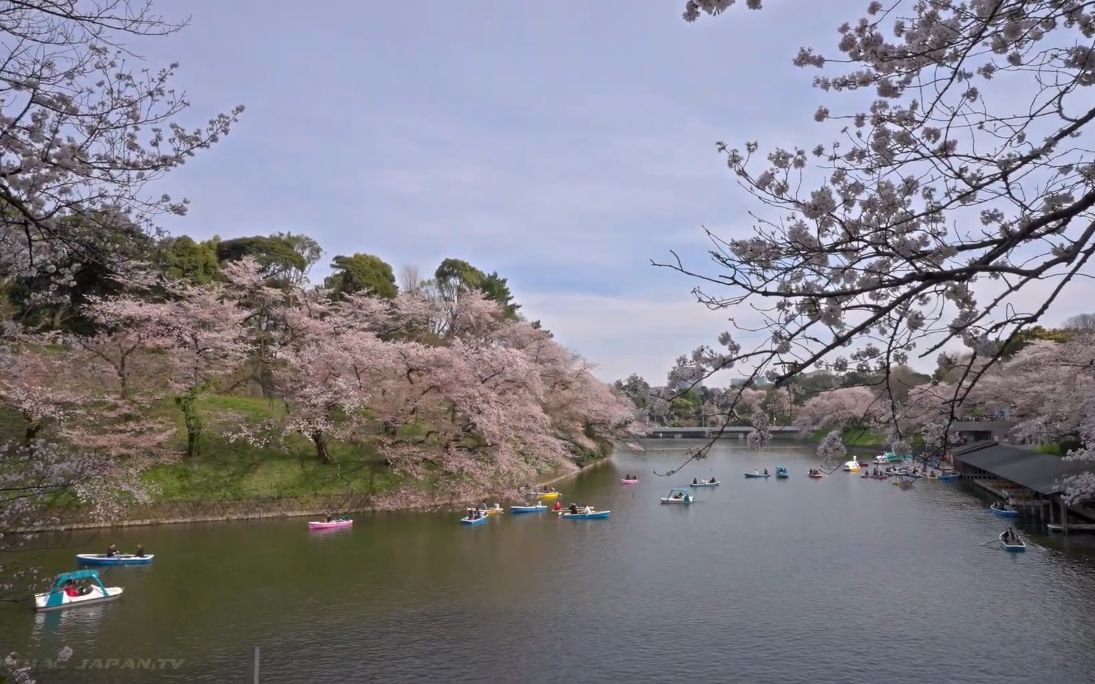 【超清日本】漫步东京北之丸公园 满开的樱花 (1080p高清版) 2022.