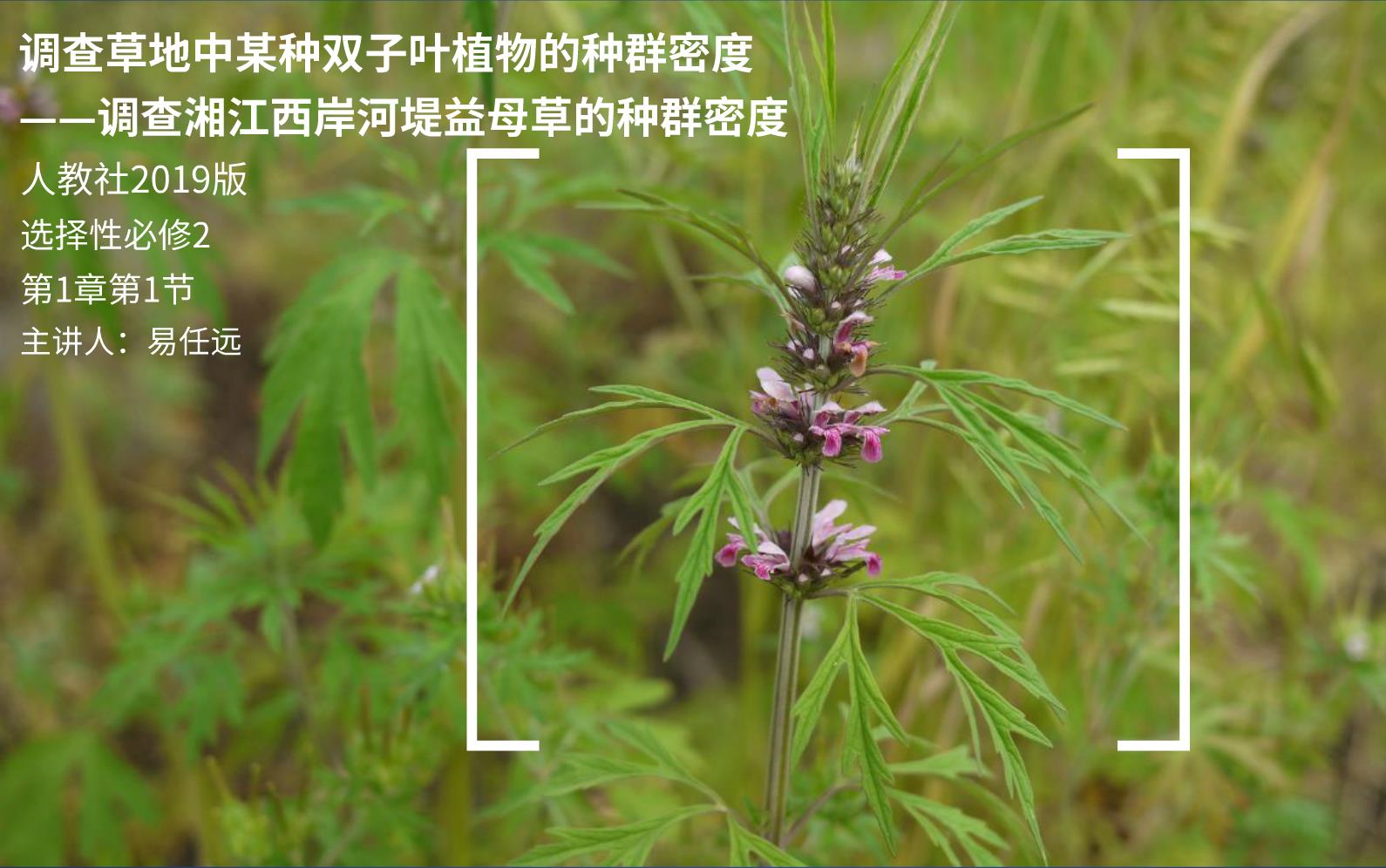 调查草地中某种双子叶植物的种群密度——调查湘江西岸河堤益母草的种群密度哔哩哔哩bilibili