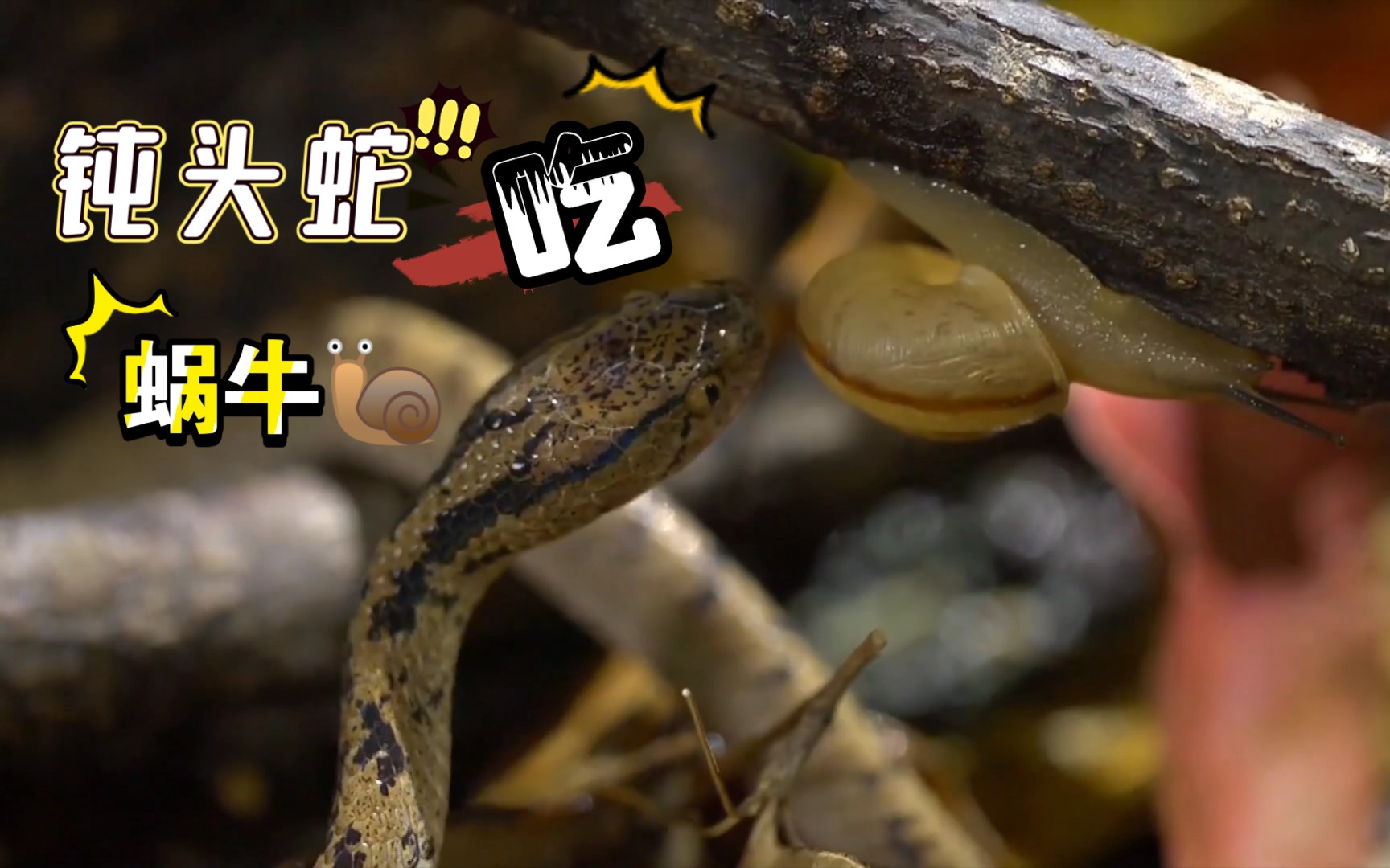 钝头蛇与蜗牛的进化博弈