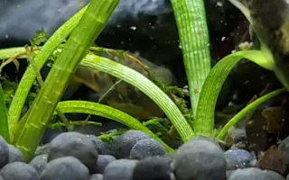 孔雀花鳉鱼 哔哩哔哩 Bilibili 孔雀花鳉鱼 哔哩哔哩 Bilibili