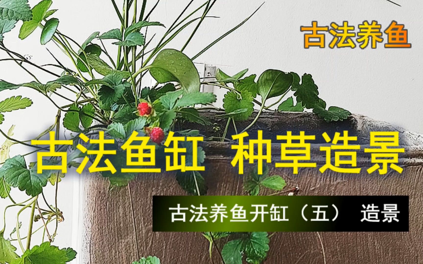 古法养鱼开缸教程(五)鱼缸种草造景