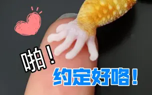 Tải video: 【豹纹守宫】某蜥蜴被迫签订不平等条约——《一个月只能吃一餐》！