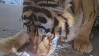 东北虎，护食中！