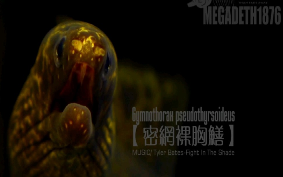 【密网裸胸鳝(淡网纹裸胸鯙)】Gymnothorax pseudothyrsoideus哔哩哔哩bilibili