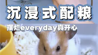 仓鼠配粮｜今天又是舒服的一天