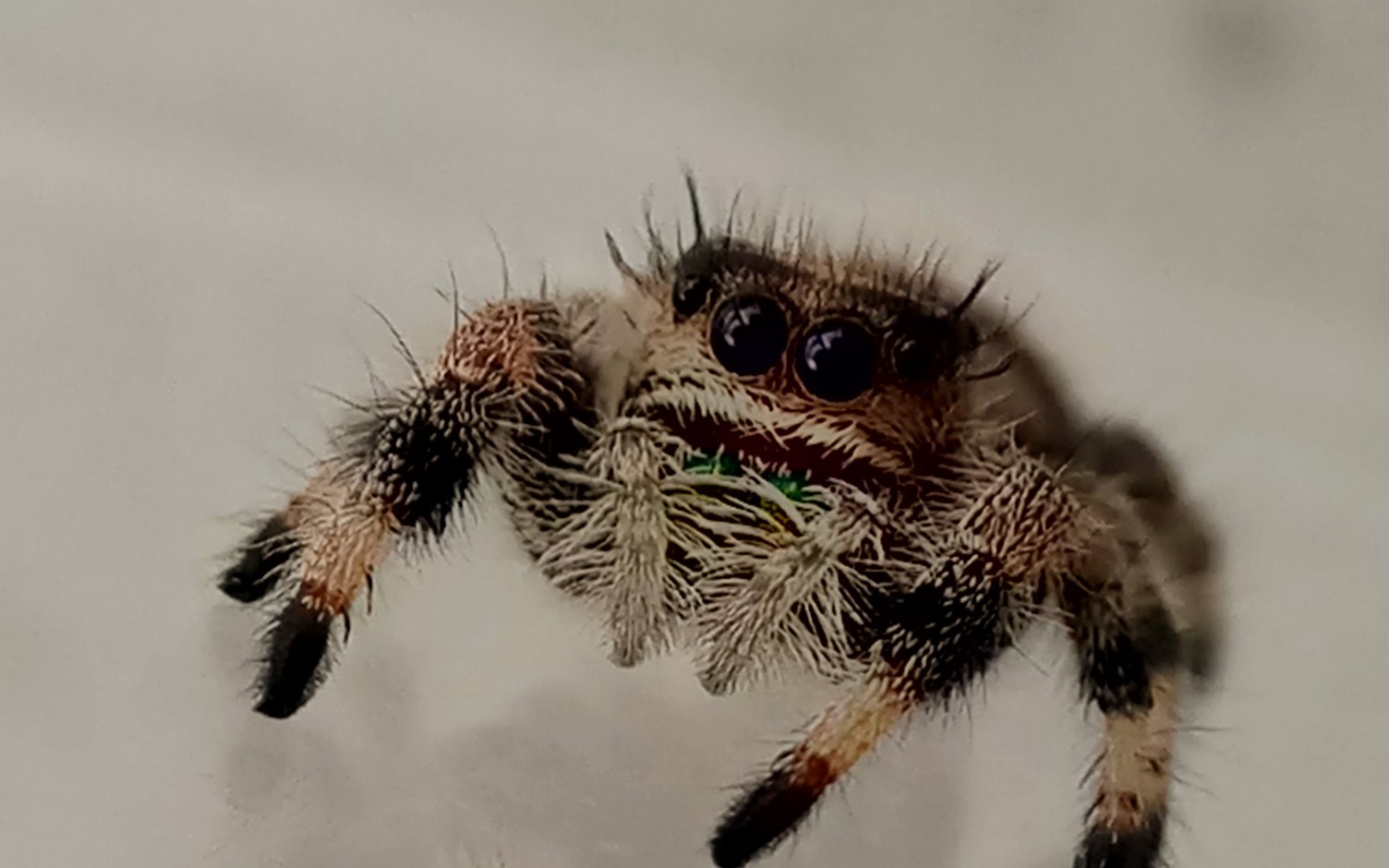 【蜘蛛】大眼萌捕食长条面包怪