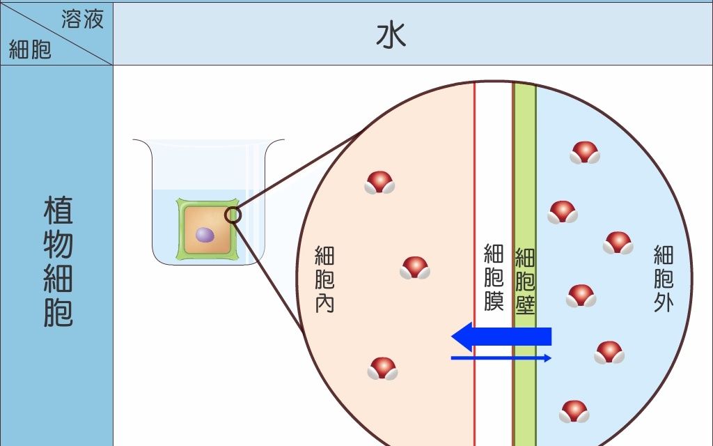 自然第一册1-1-3-课本qr-渗透作用_哔哩哔哩_bilibili