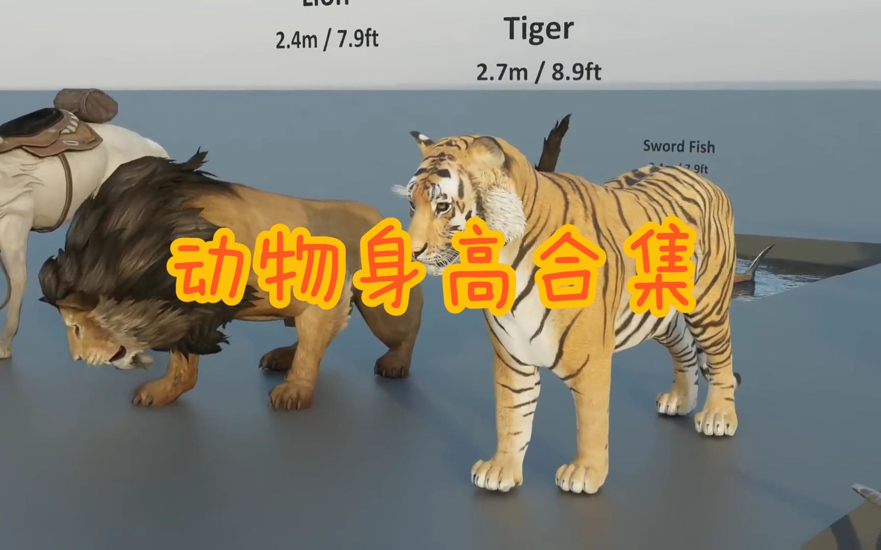 原来老虎比狮子大,动物尺寸对比