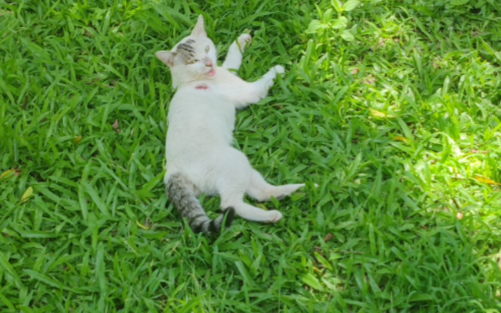 树下乘凉的猫,看着像是受伤了