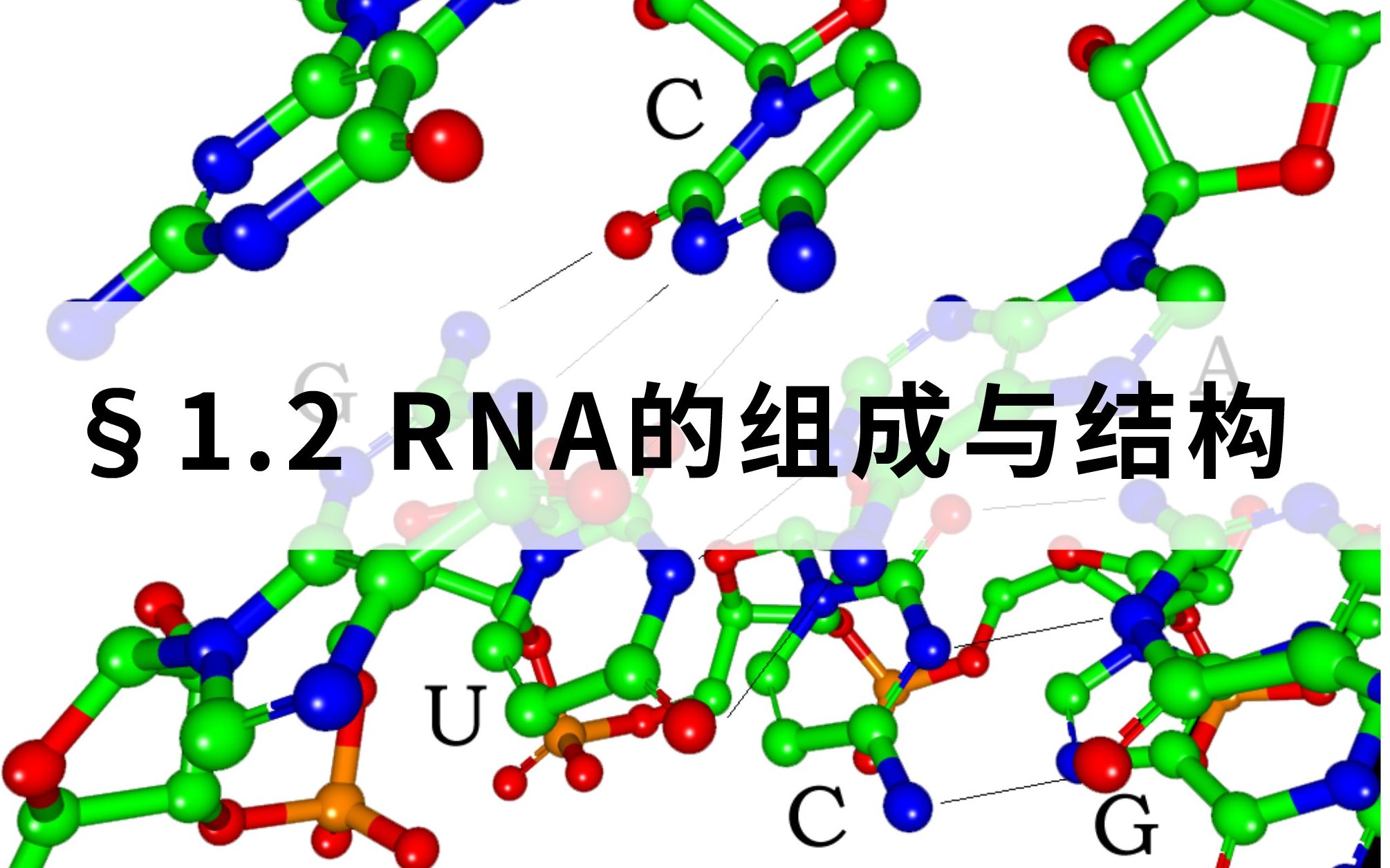 1.2【微观生物】【基础课】RNA的组成与结构哔哩哔哩bilibili