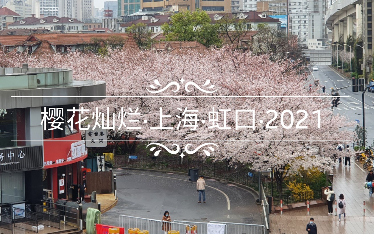 又见樱花灿烂时[上海ⷮŠ虹口体育场ⷦ豨Š𑥭㠲022.03.27]哔哩哔哩bilibili