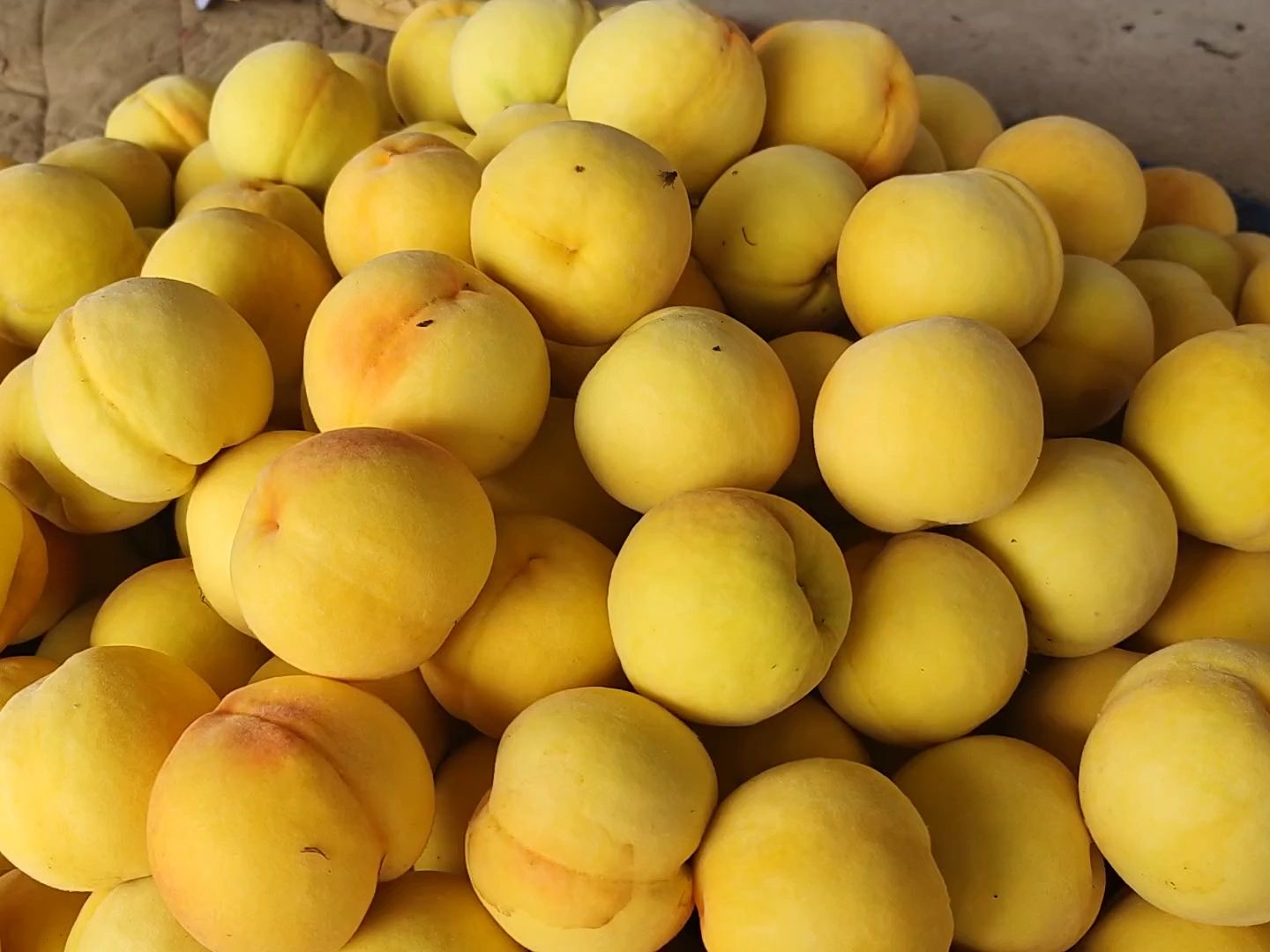 黄金凤黄桃品种介绍,种植后几年丰产盈利