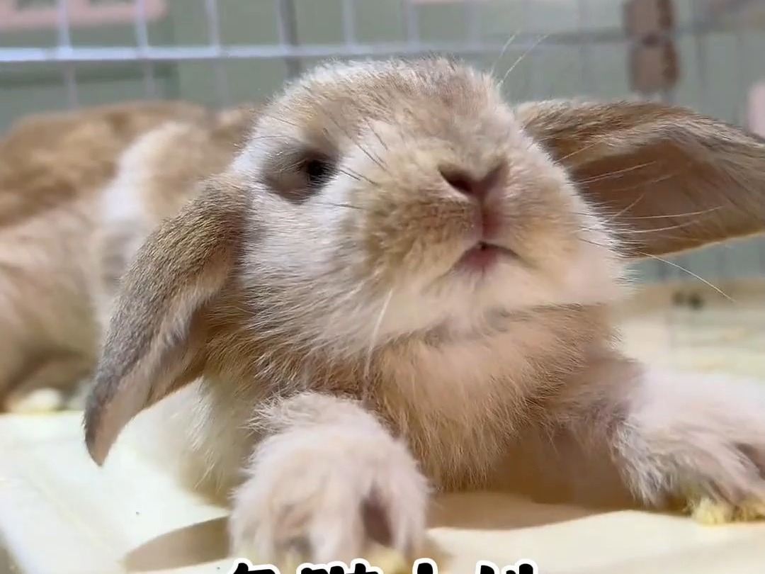 林高远为什么叫兔子为什么在线