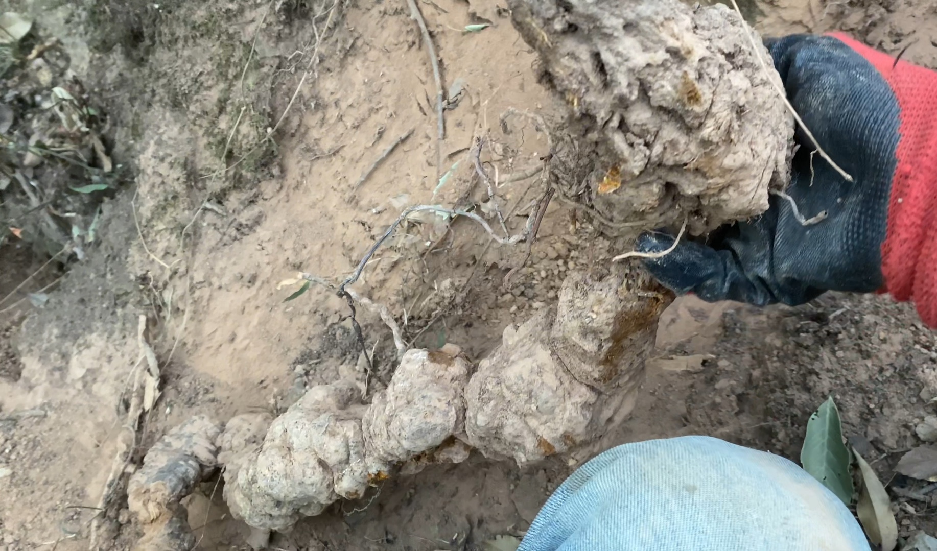 沉睡百年的深山何首乌"大虫"