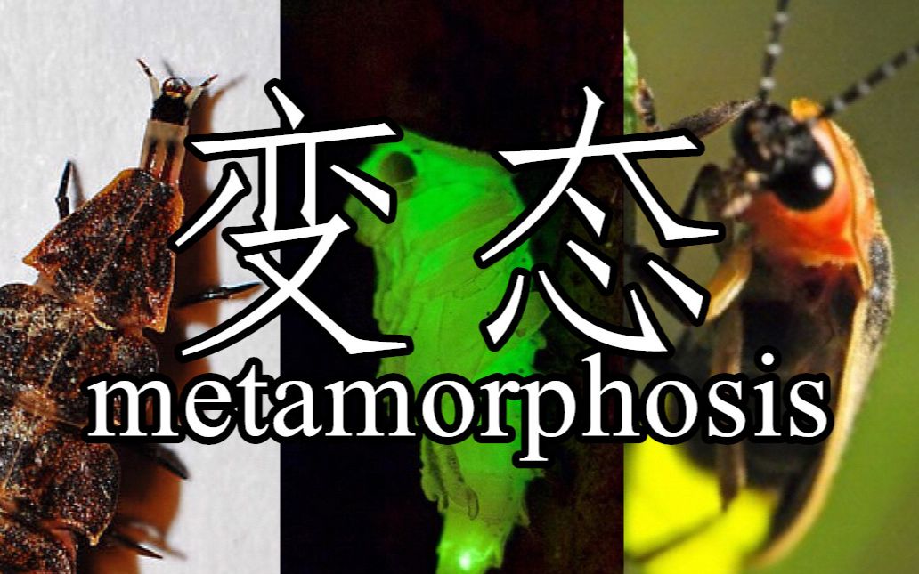 昆虫与分类学:变态发育的秘密Metamorphosis哔哩哔哩bilibili