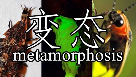 昆虫与分类学：变态发育的秘密Metamorphosis_哔哩哔哩_bilibili