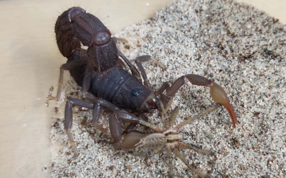 成体公黑粗尾蝎捕食成体公蜘蛛