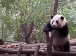 Скачать видео: 花花跺脚回应的样子也太可爱了