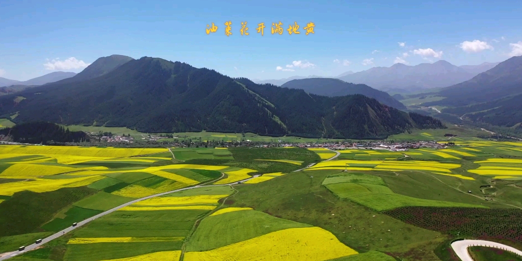 [图]油菜花开满地黄